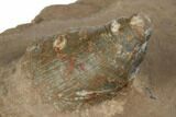 1.5" Kettneraspis Trilobite With Horn Coral - Lghaft, Morocco - #189990-6